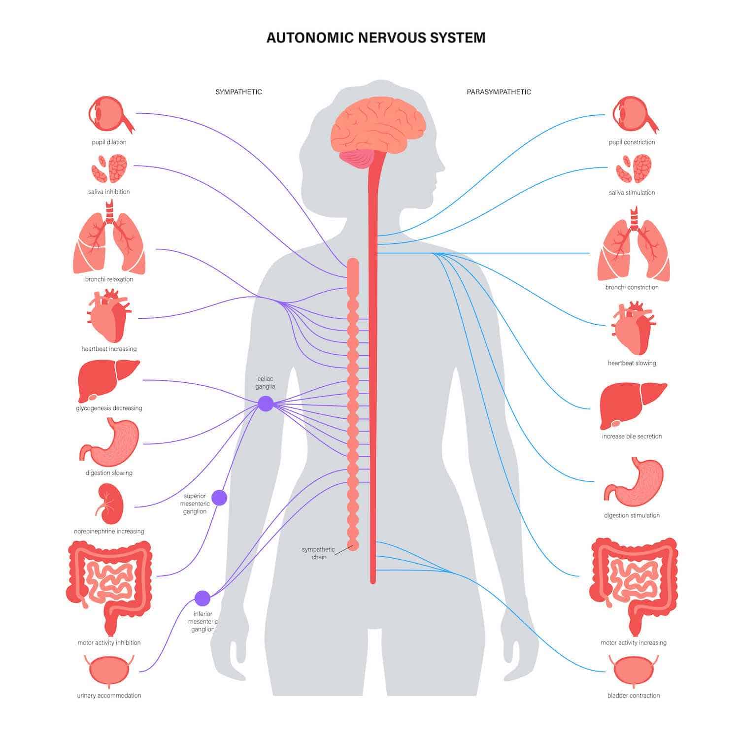 nutrition osteopathie inflammation troubles articulaires dr michel steinmetz sfo