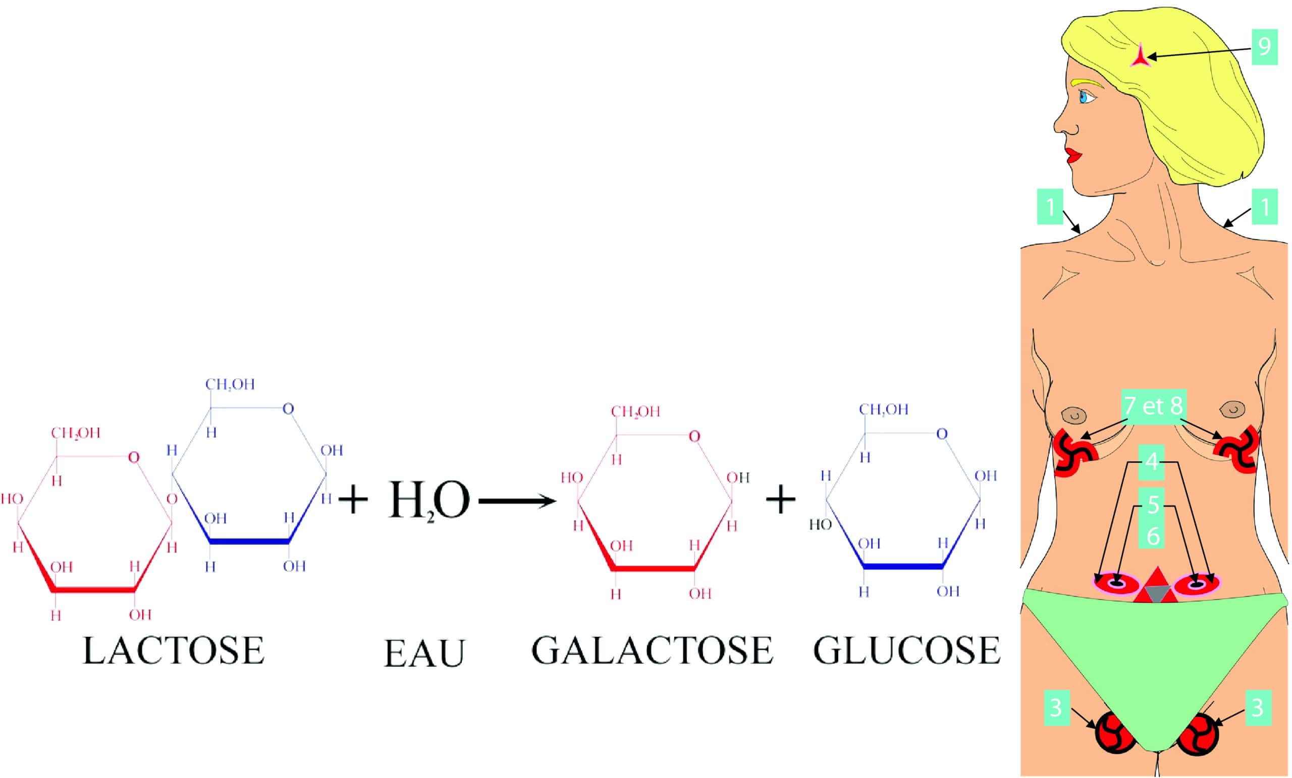 syndrome constant intolerance au lactose